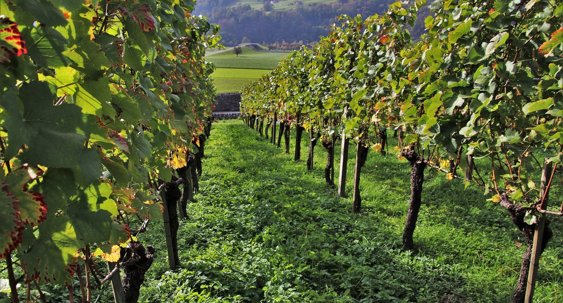 Novas Autorizações Plantação 2026